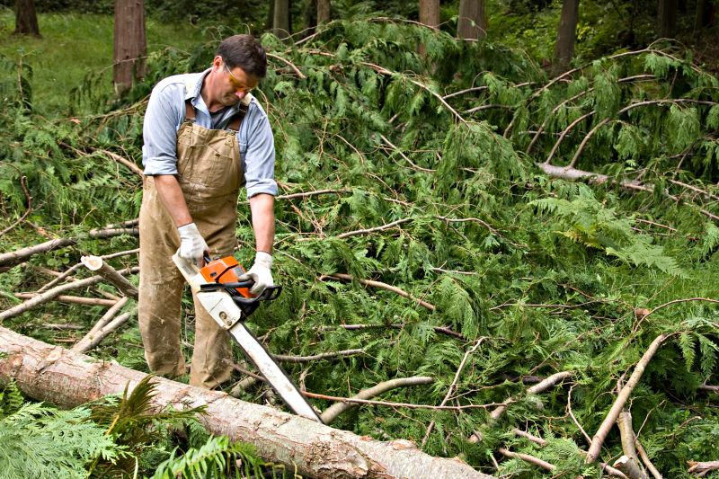 Cypress Tree Removal in Bucks County, PA