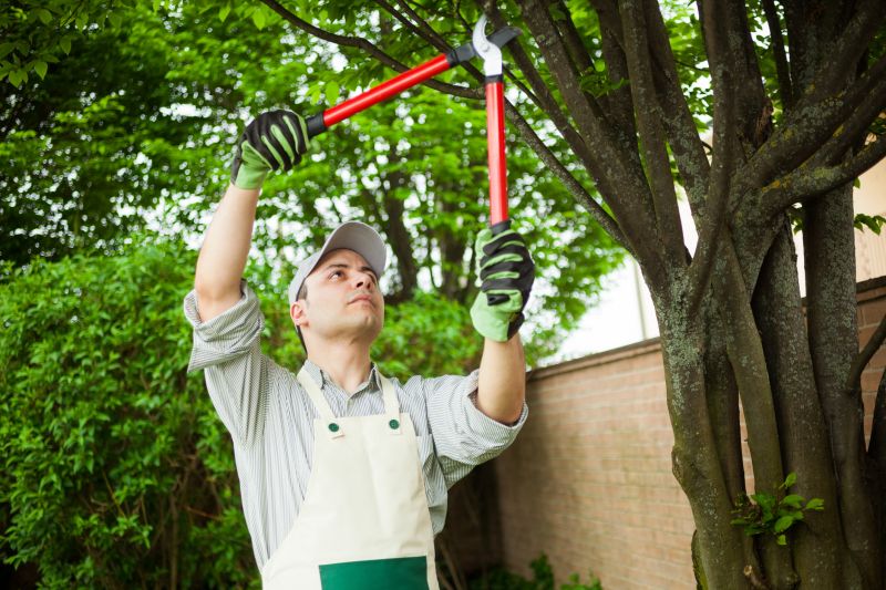 Deadwood Removal in Allentown, PA