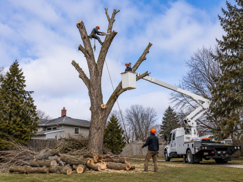 Elm Tree Removal in Montgomery County, PA