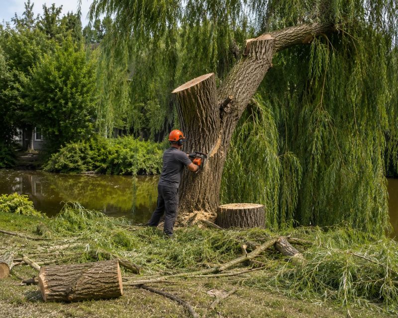 Hickory Tree Removal in Doylestown, PA