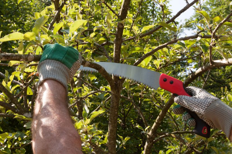 Japanese Maple Pruning in Reno, NV