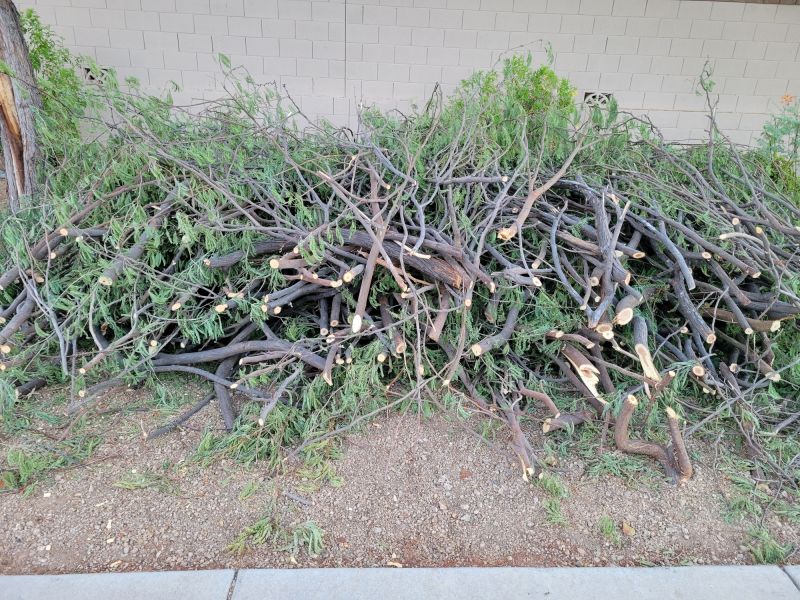 Spring Pine Trimming