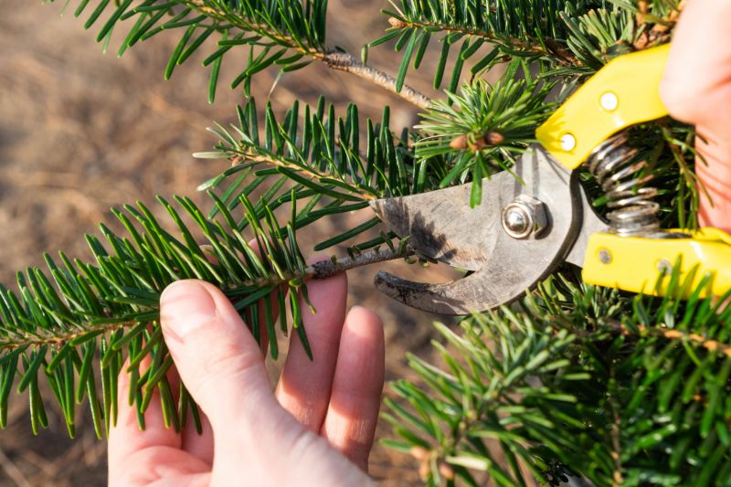 Pine Trimming Equipment