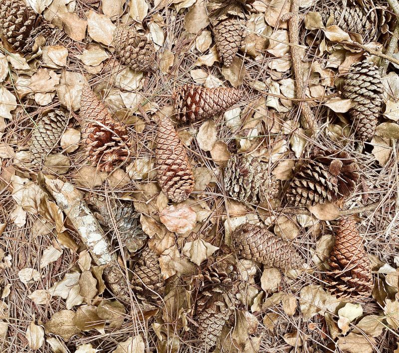 Crafting with Pine Needles