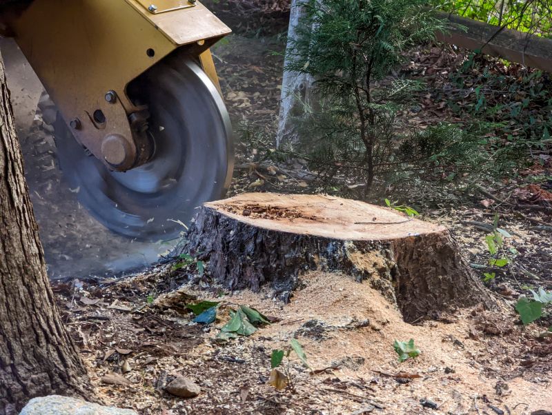Tree Trunk Removal in Aiken, SC
