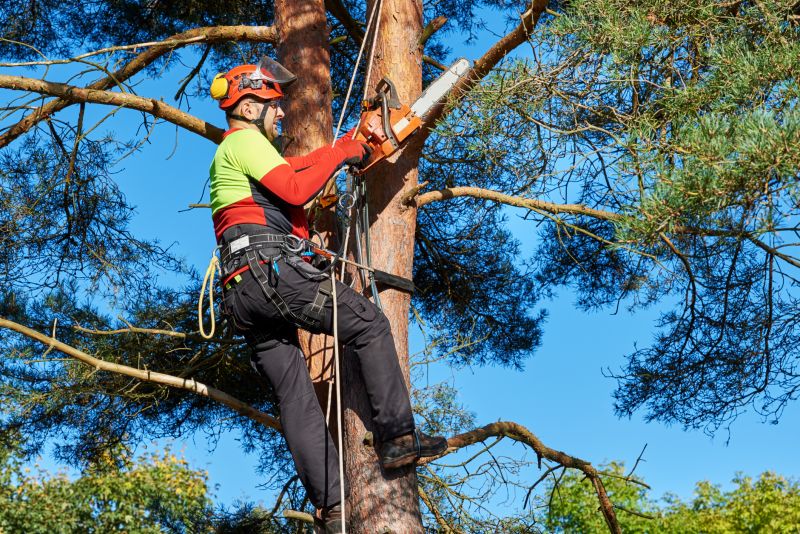 Tree Care Consultation